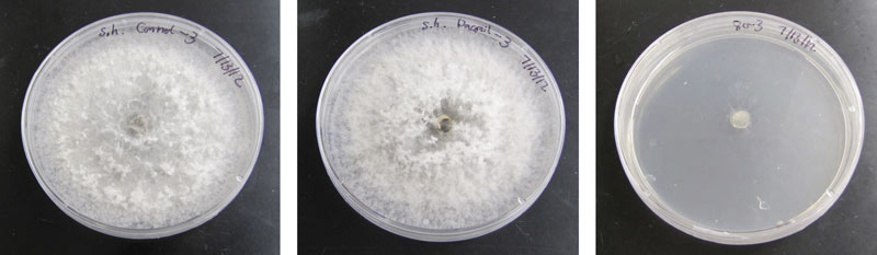 Sclerotinia homoeocarpa growth