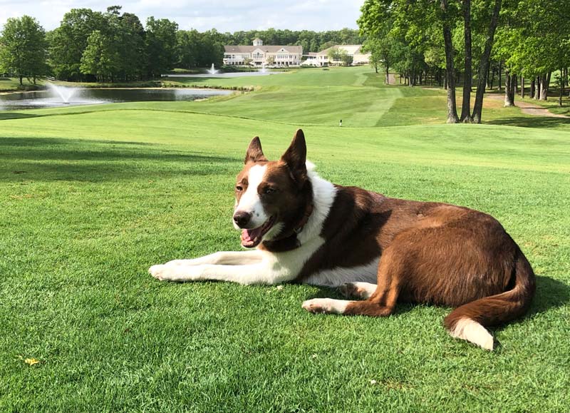 Golf course dog
