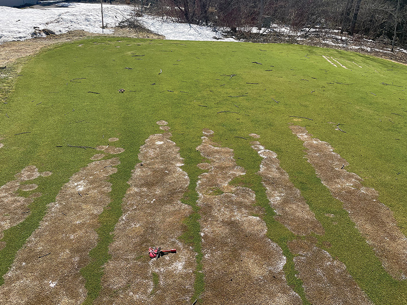 strange brown marks on golf course