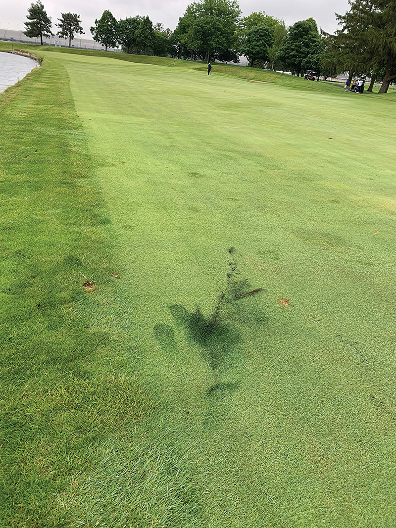strange brown marks on golf course