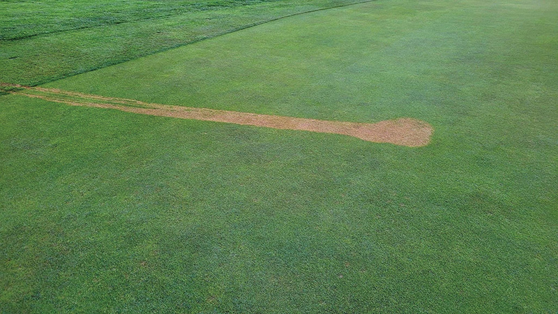 A patch of brown turf on a practice putting green