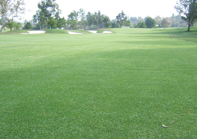 Kikuyugrass golf course