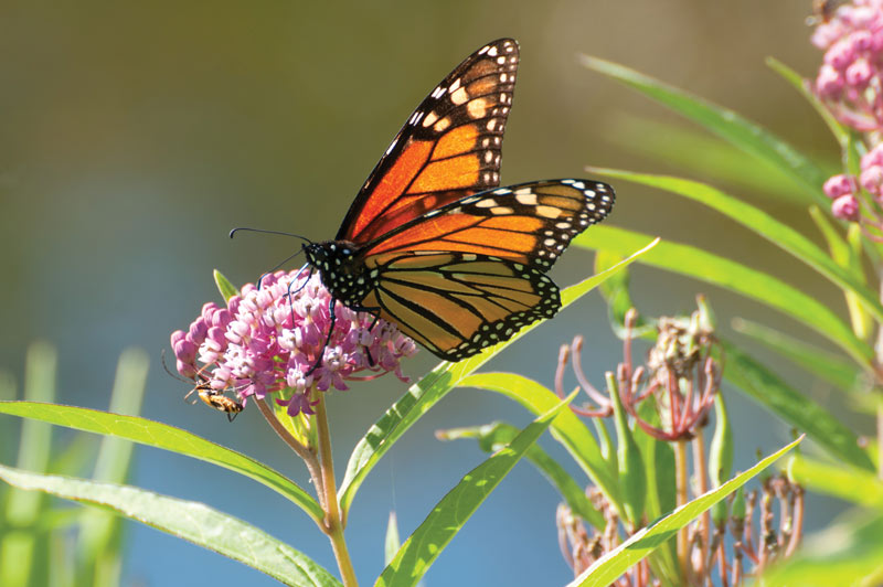 Making a way for monarchs