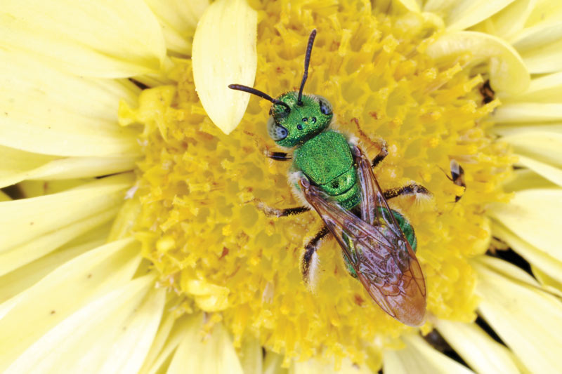 The plight of the pollinator