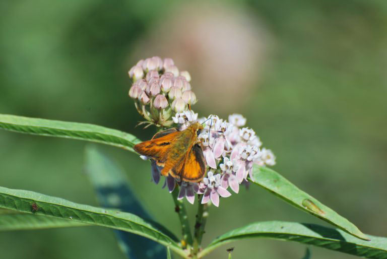 Butterfly on milkweed