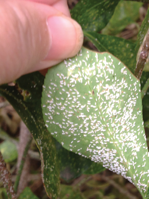 Euonymus leaf