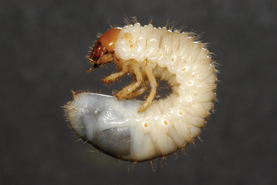 Masked chafer larva