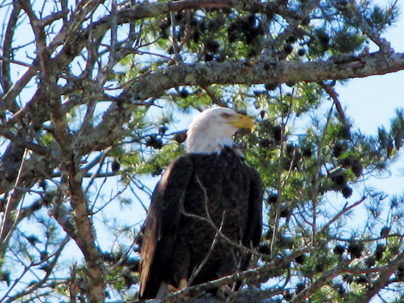 Harrison Bay Eagle Cam