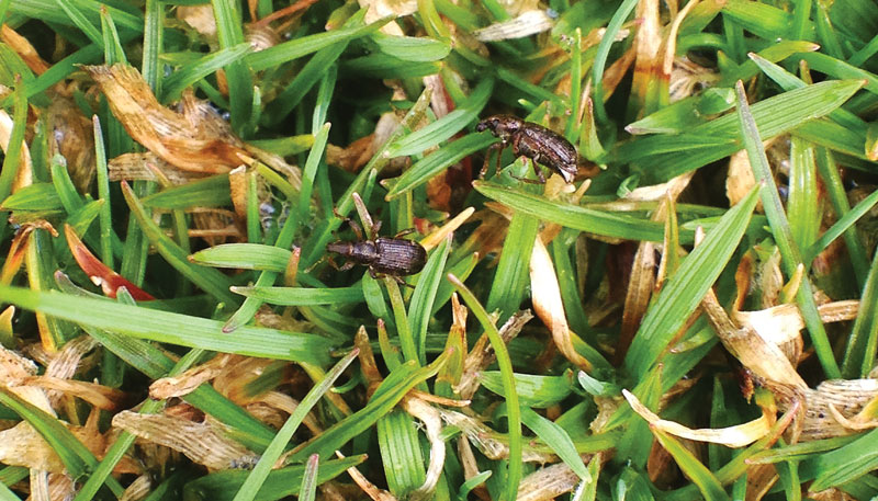 Turfgrass insect management: The windshield or the bug