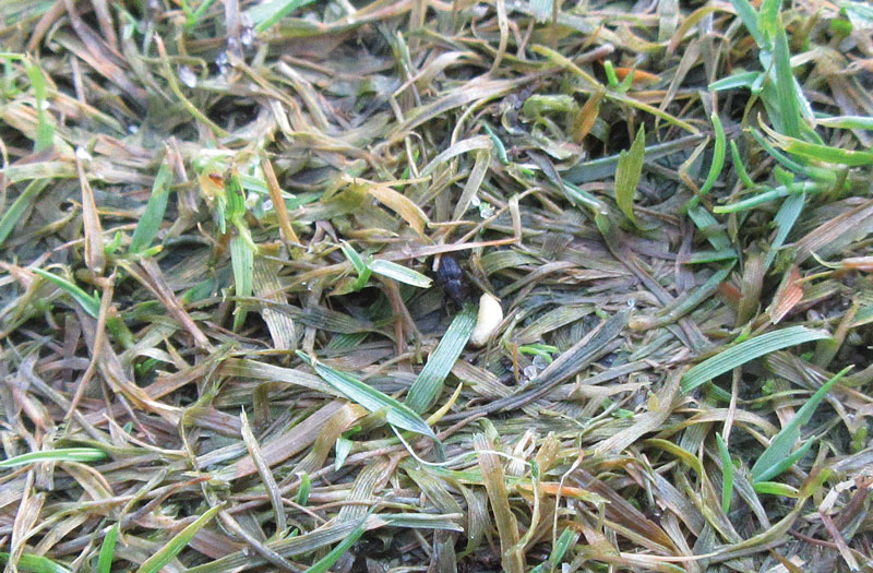 Turfgrass insect management: The windshield or the bug