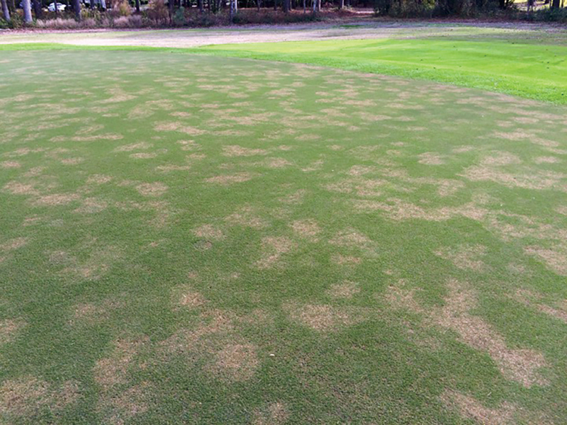 Aeration causes Grubs??? | Lawn Care Forum