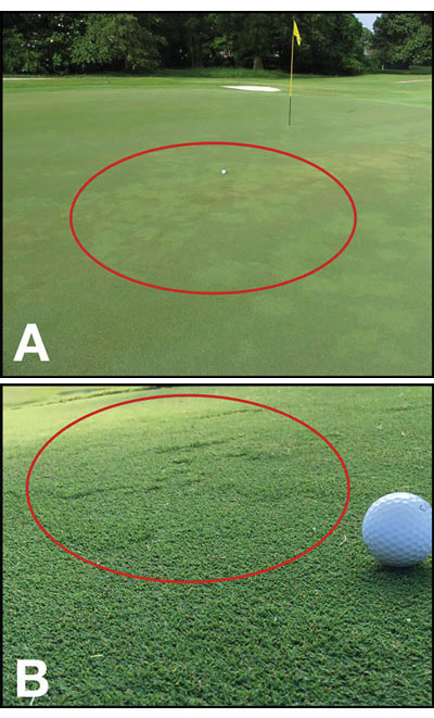 Bermudagrass off-type grasses