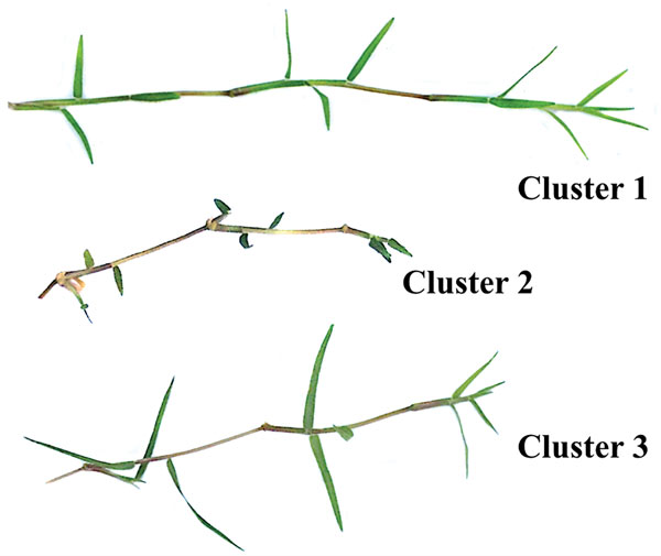 Grass morphological clusters