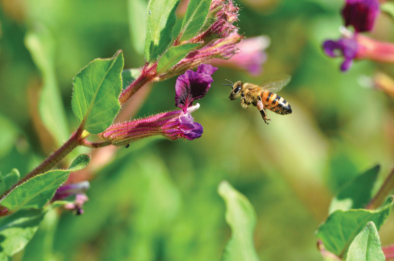 Pollinator best management practices