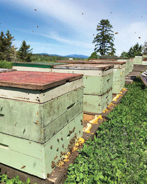 Golf course beehives