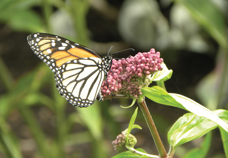 Monarch monitoring golf courses