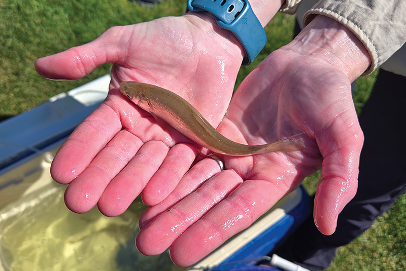 Virgin River chub fingerling