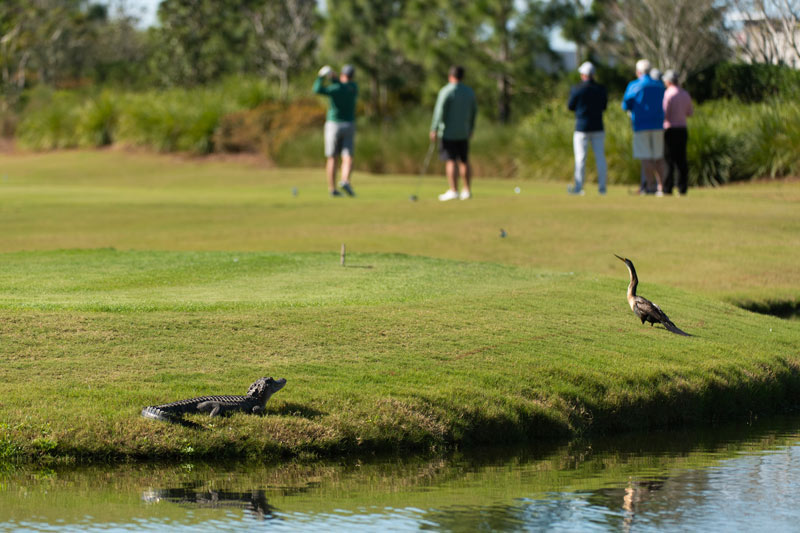 Florida golf course wildlife