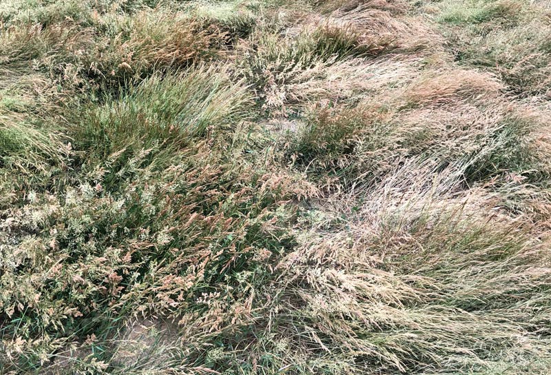 Creeping bentgrass seed shortage