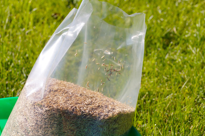 Turfgrass seed shortage