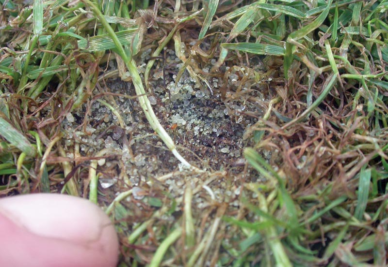 Creeping bentgrass collar