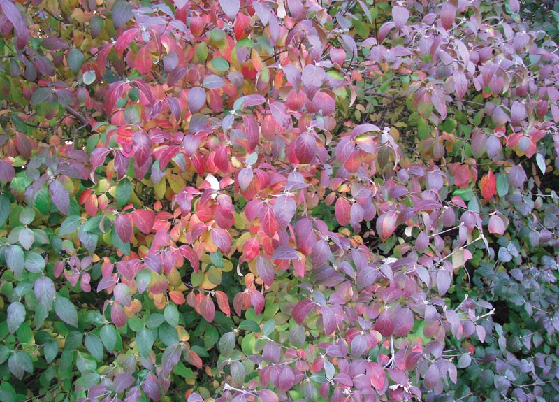 Blackhaw fall shrub