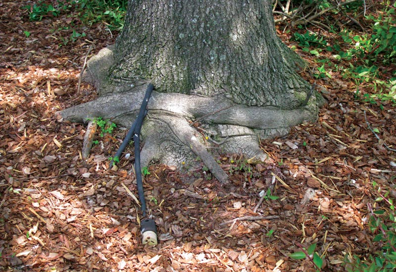 Girdled tree roots