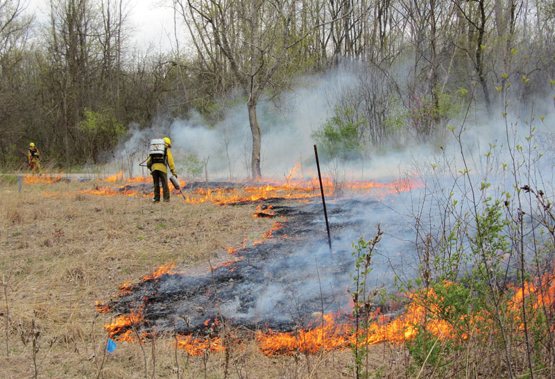 Golf course controlled burn
