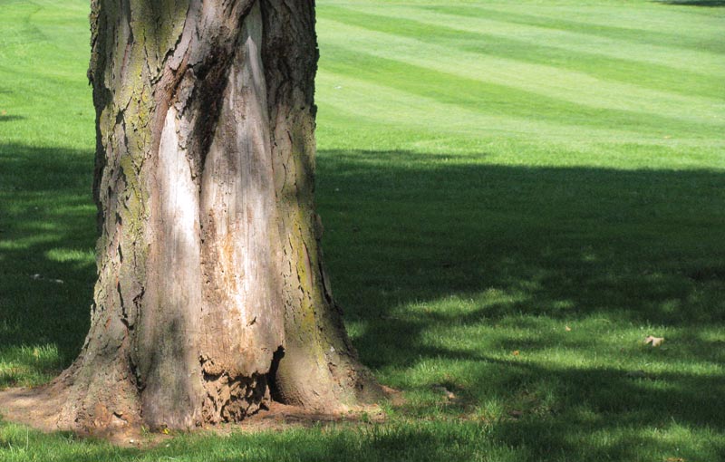 Golf course tree removal