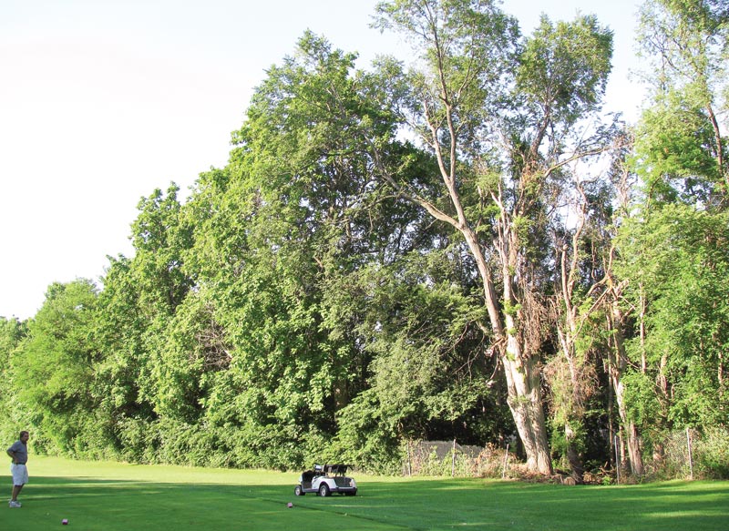 Golf course tree