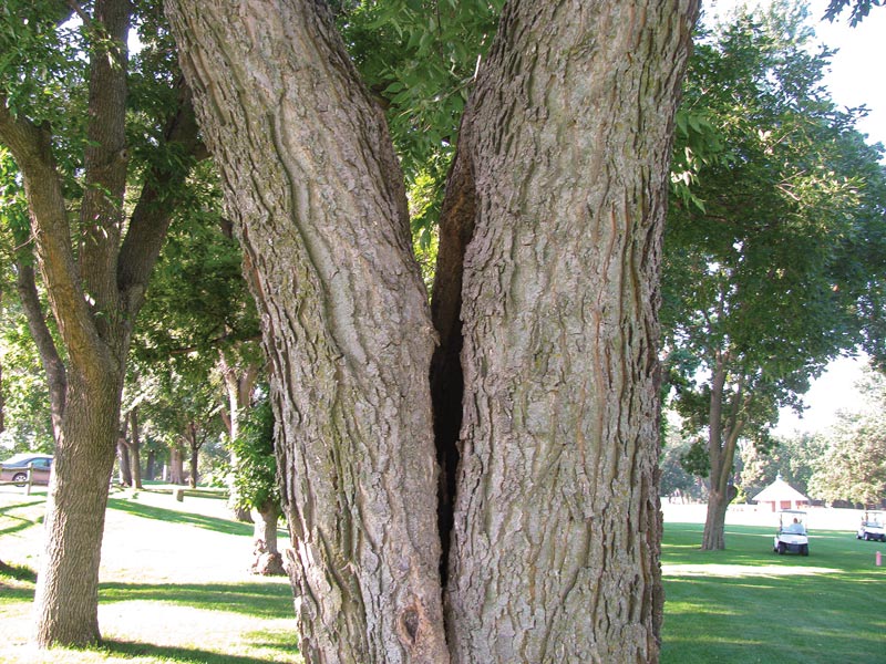 Cracked tree golf course