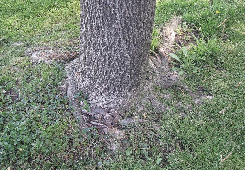 Turf tree stem girdling roots