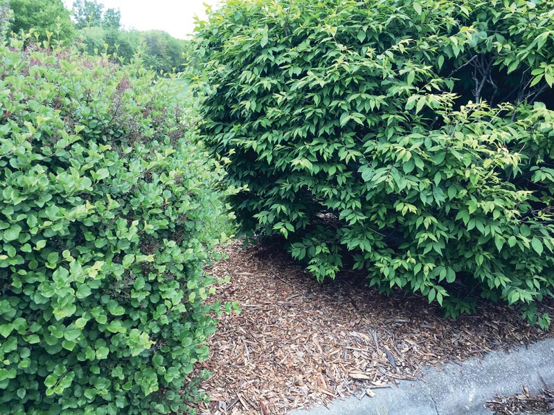 Wood chips for hedges