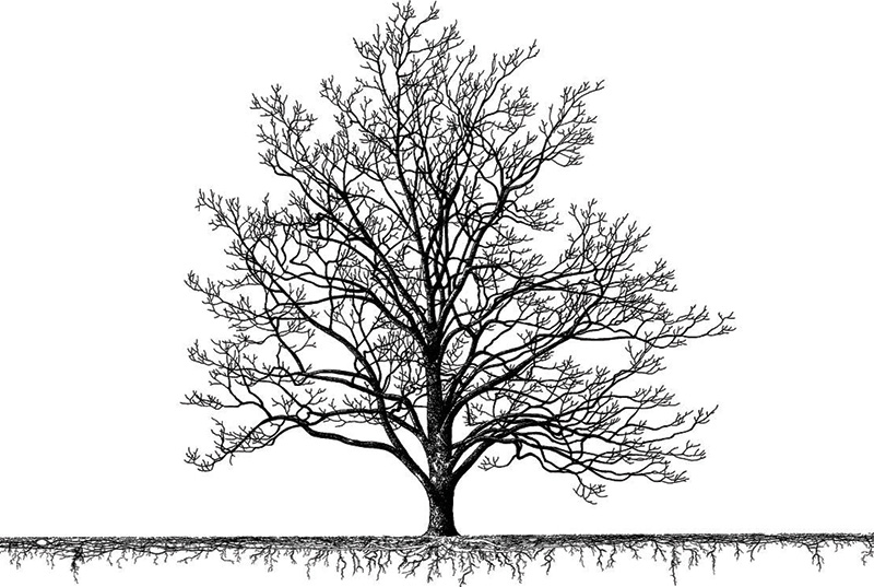 illustration of tree roots