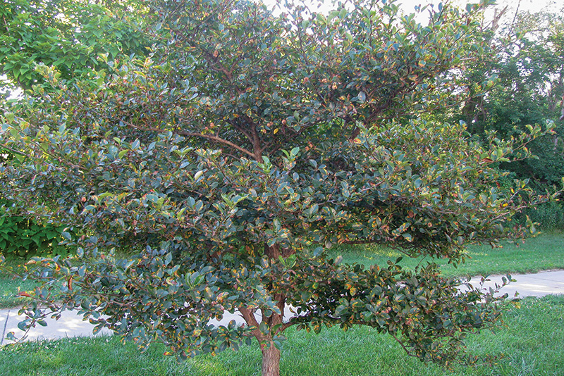 Aerial view of Ghost Creek golf course
