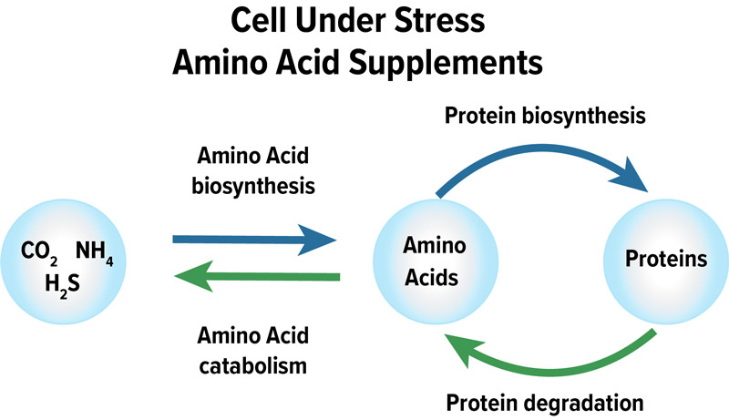 Amino acids turfgrass