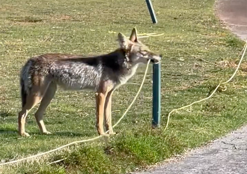 Video capture of a coyote chewing through a rope on a golf course