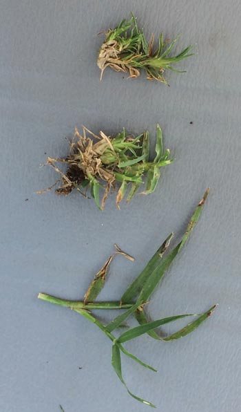 Bermudagrass mite damage