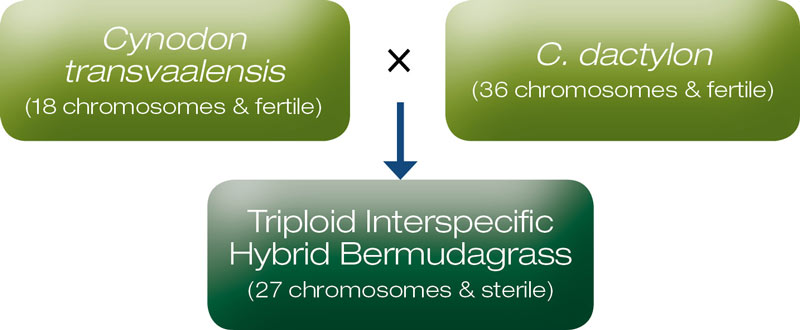Triploid interspecific hybrid bermudagrass