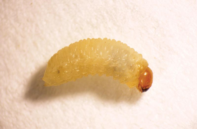 Annual bluegrass weevil larva