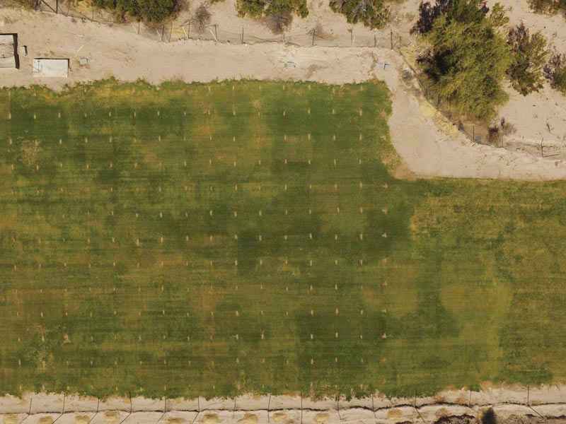 Bermudagrass drought research
