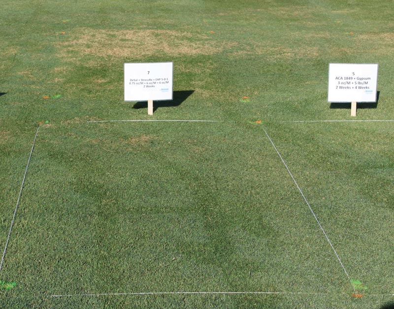 Bermudagrass salinity