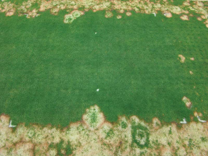 Microdochium patch green