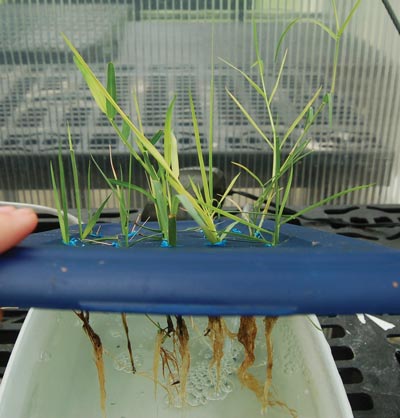 Identifying the Impact of Salinity on Hydroponic Plants