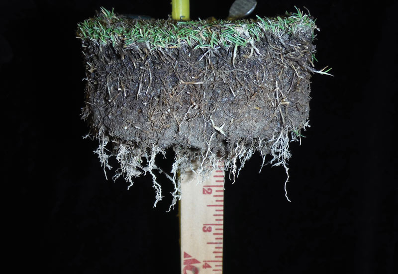Turfgrass thatch control