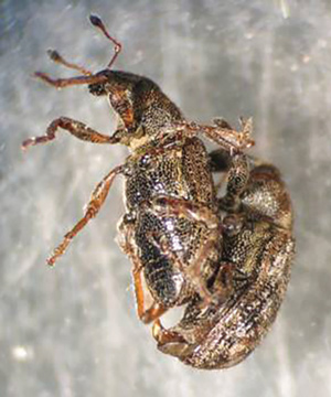 Annual bluegrass weevils mating