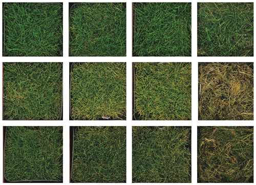 Heat-tolerant grasses