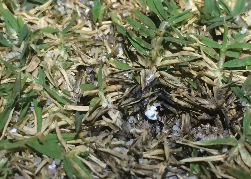 Rhodesgrass mealybug damage