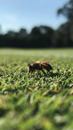 Rhodesgrass mealybug turf