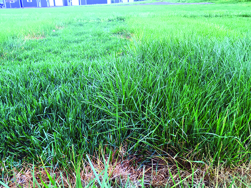 PV1 grass